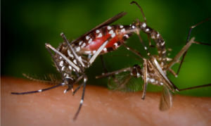 Leia mais sobre o artigo Dengue: Medicamentos Recomendados e Contraindicações Importantes